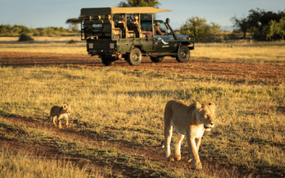 Luxury Kosher Safaris Designed for Unforgettable Journeys