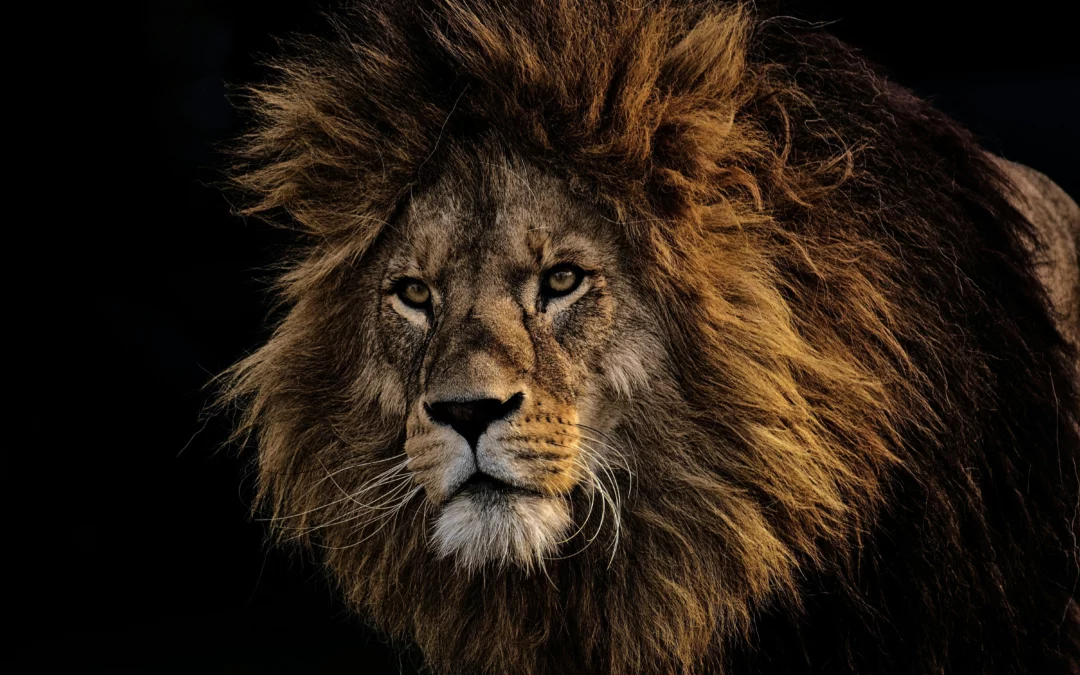 Close up of a male lion, one of the big 5