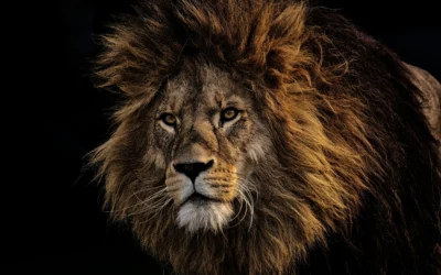 South African Safari: Big 5 Sightings to Savour