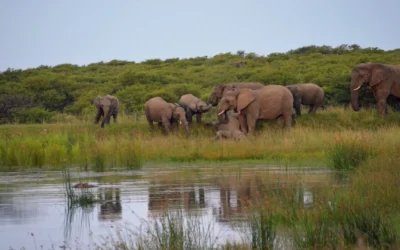 Why Nambiti and Umzolozolo Are SA’s Best-Kept Safari Secrets